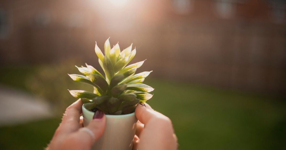 Best Succulents for Hot Sun: Top Picks for Your Garden