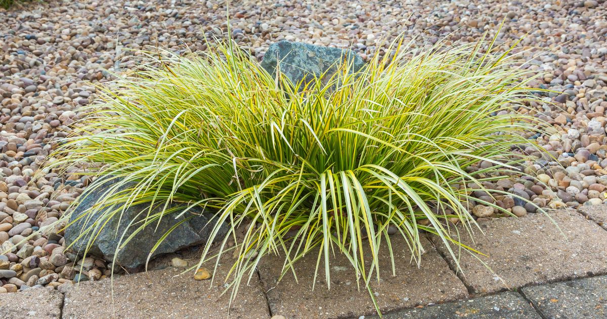 Top 10 Stunning Ornamental Grasses to Plant in Your Garden