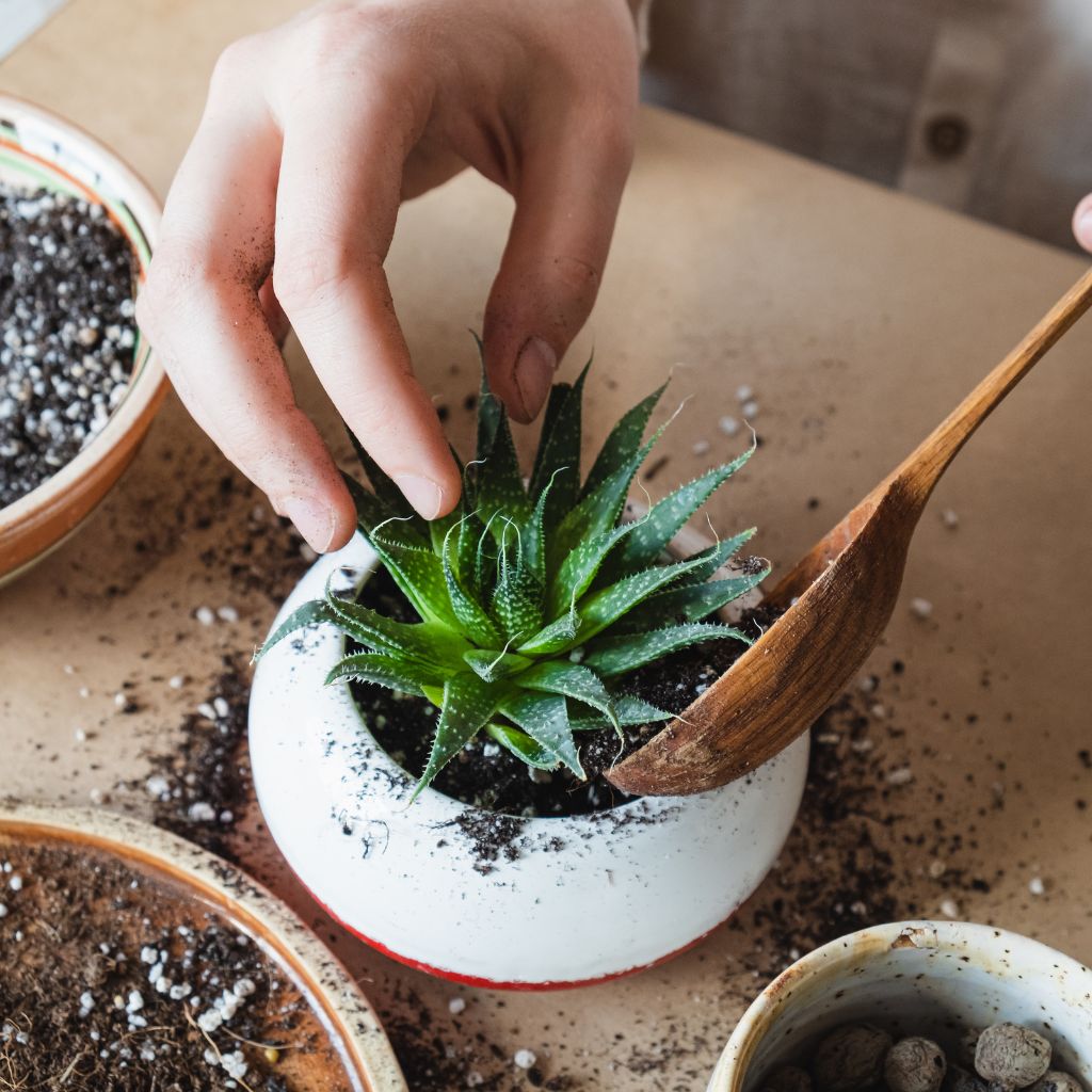 How to Naturally Fertilize Your Succulents