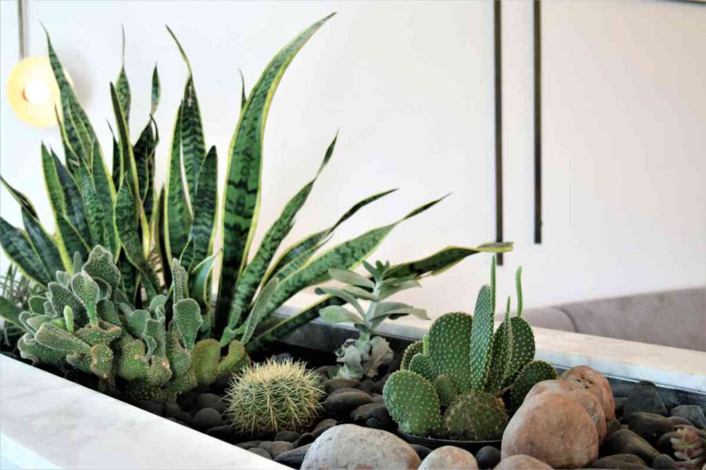 Succulents Plant Hub Best Succulents for Bedroom Decor 3