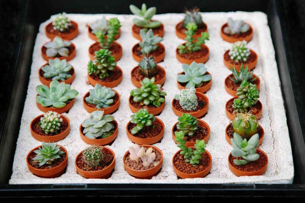 Succulents Plant Hub Caring for Succulents Indoor and Outdoor Tips 6