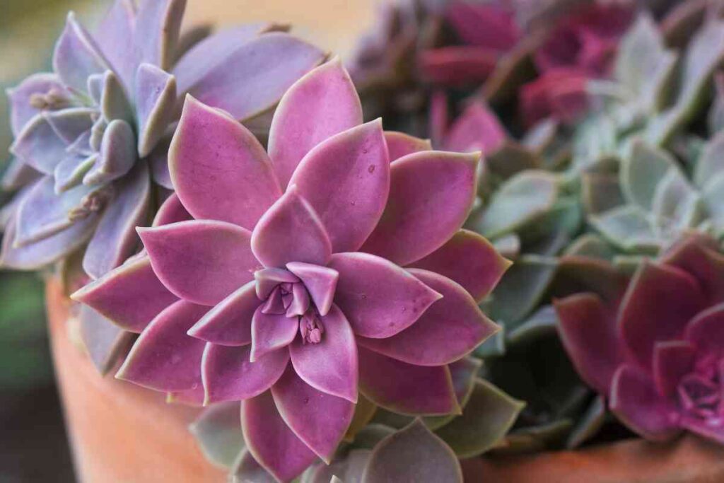 Succulents Plant Hub Caring for Succulents Indoor and Outdoor Tips 9