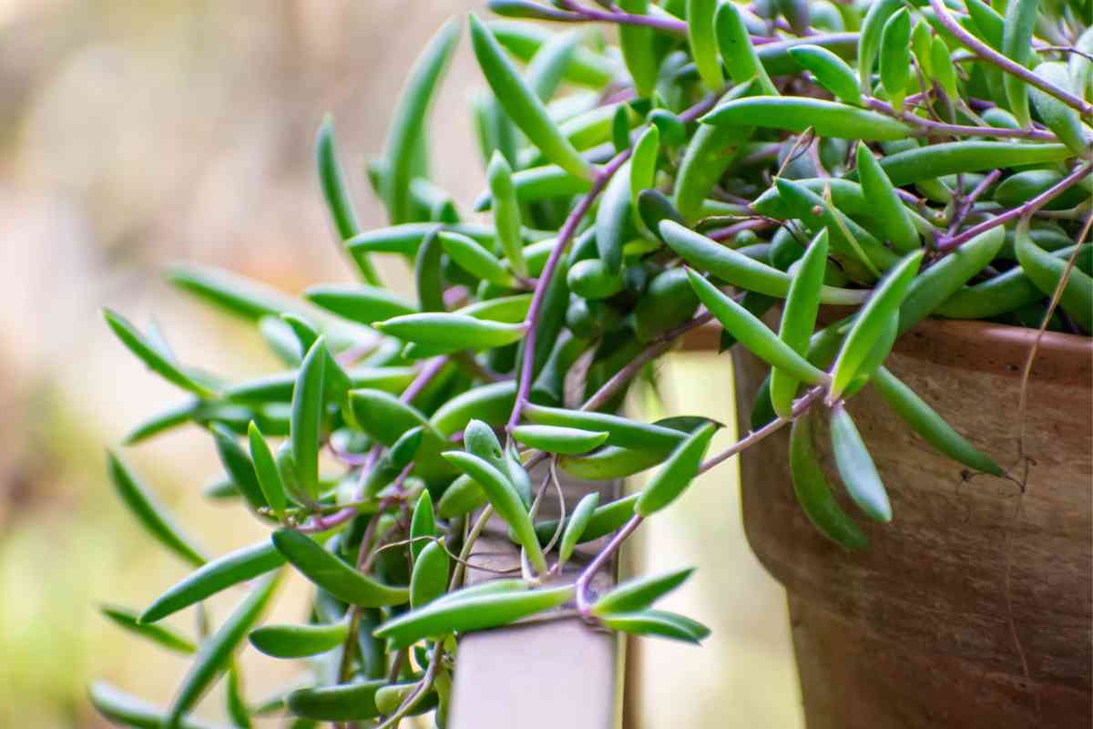 How to Save a Succulent without Roots: Expert Tips and Tricks