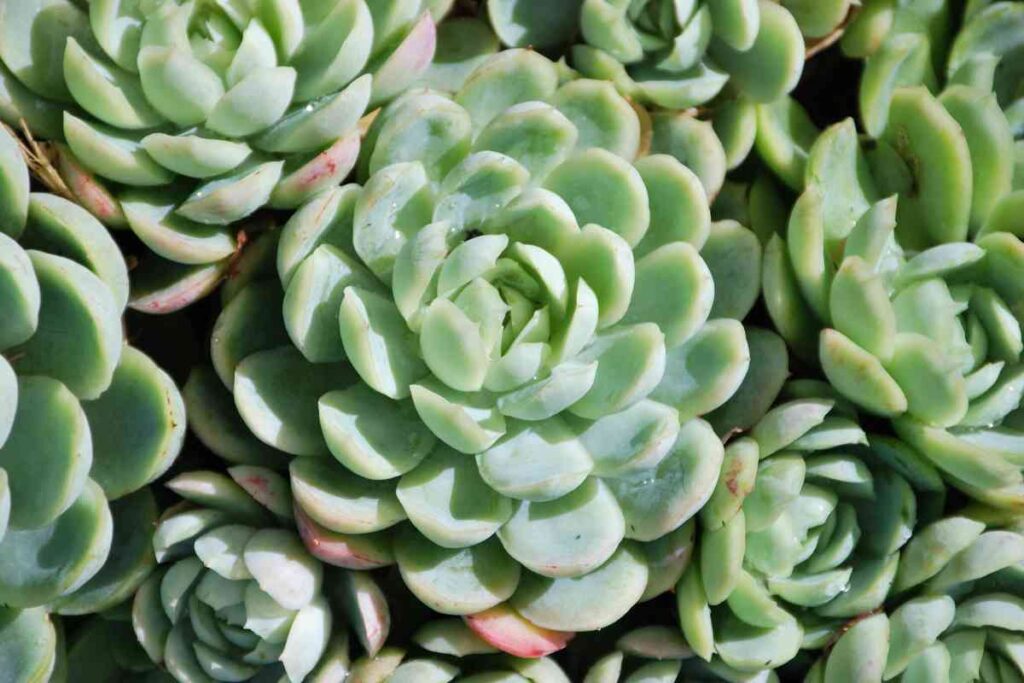 Succulents Plant Hub How to Successfully Plant Indoor Succulents A Beginners Guide 6