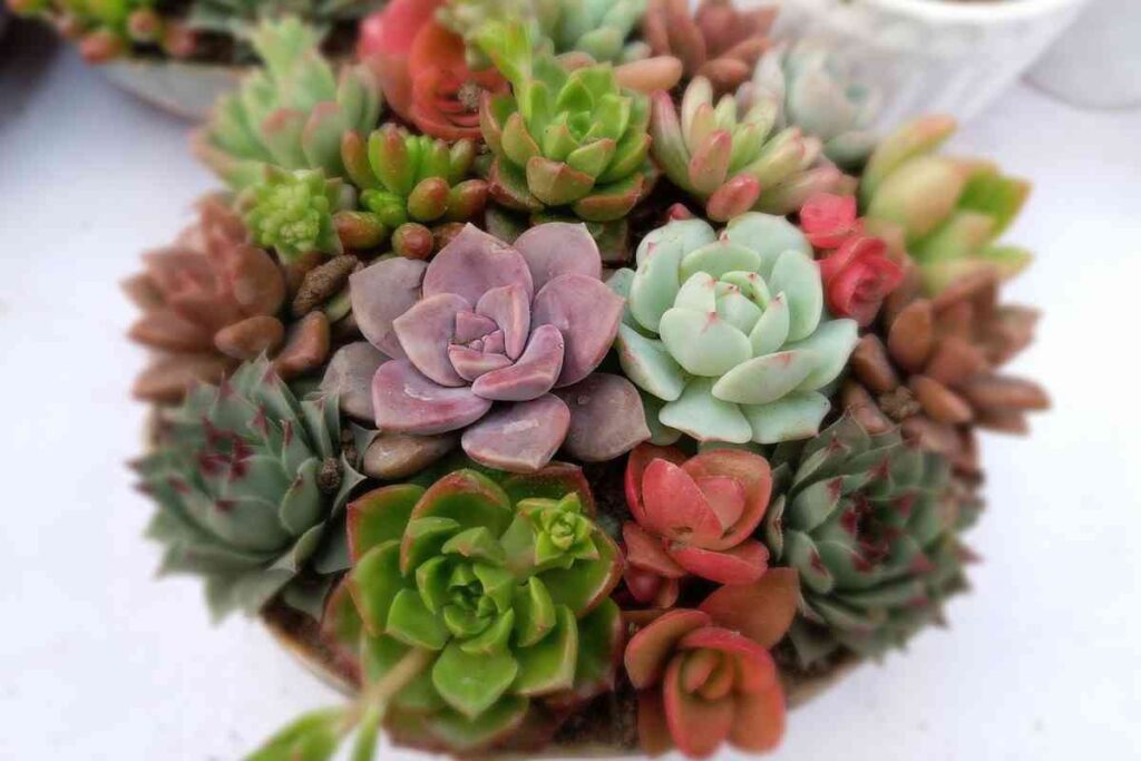 Succulents Plant Hub How to Successfully Plant Indoor Succulents A Beginners Guide 8