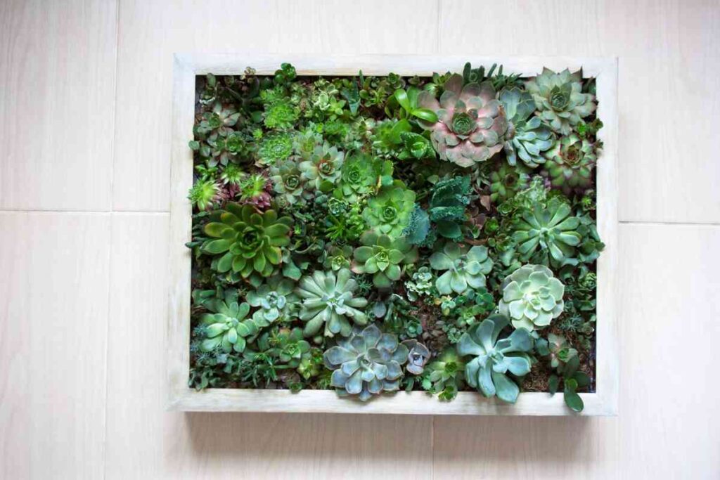 Succulents Plant Hub Indoor Succulent Gardening Tips and Tricks for a Thriving Home Garden 2