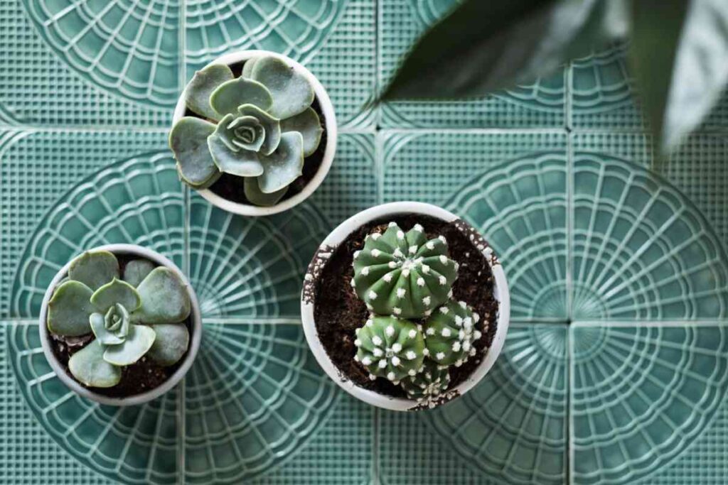 Succulents Plant Hub Indoor Succulent Gardening Tips and Tricks for a Thriving Home Garden 6