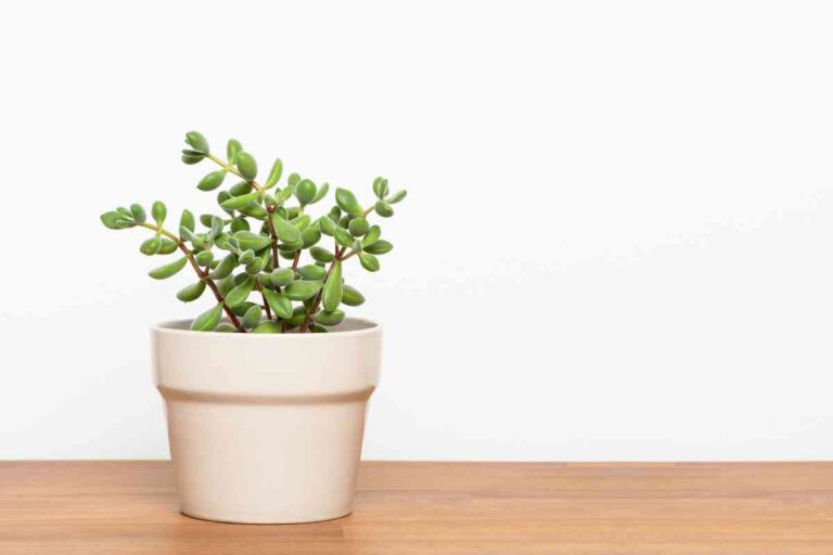 Indoor Succulent Gardening: Tips and Tricks for a Thriving Home Garden