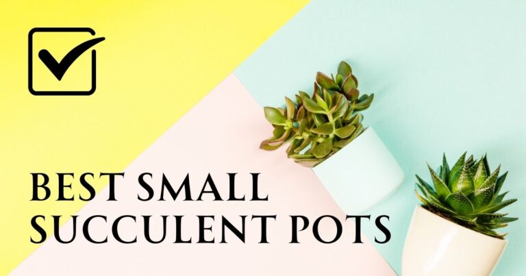 Small Succulent Pots
