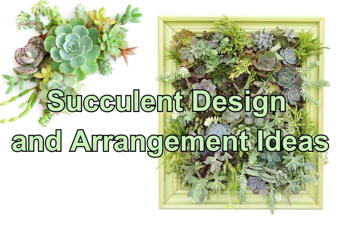 Succulent Design and Arrangement Ideas