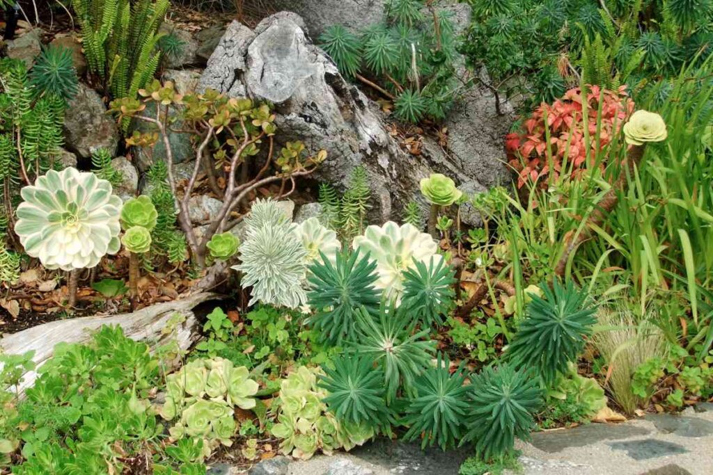 Succulents Plant Hub Succulent Design and Arrangement Ideas