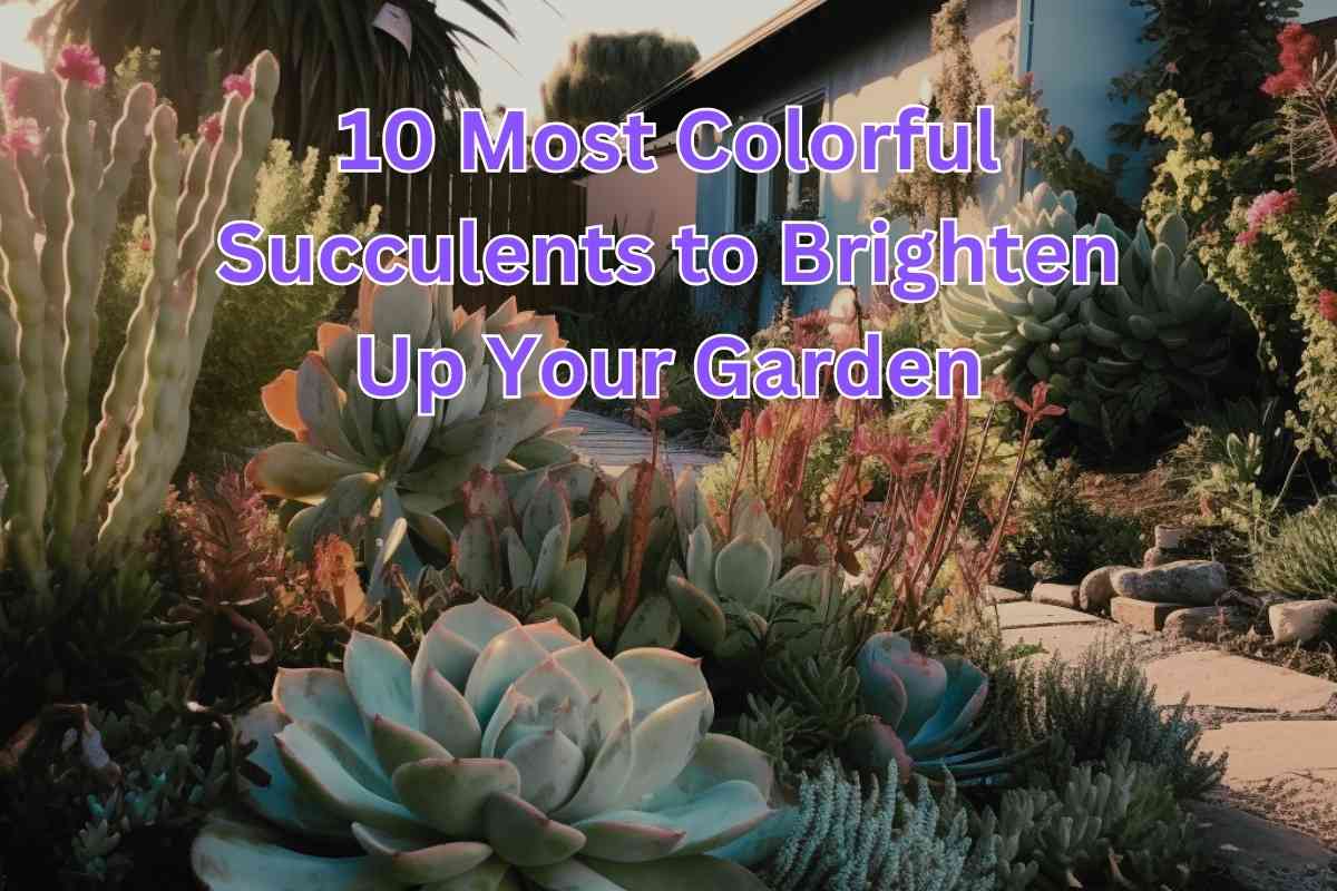10 Most Colorful Succulents to Brighten Up Your Garden