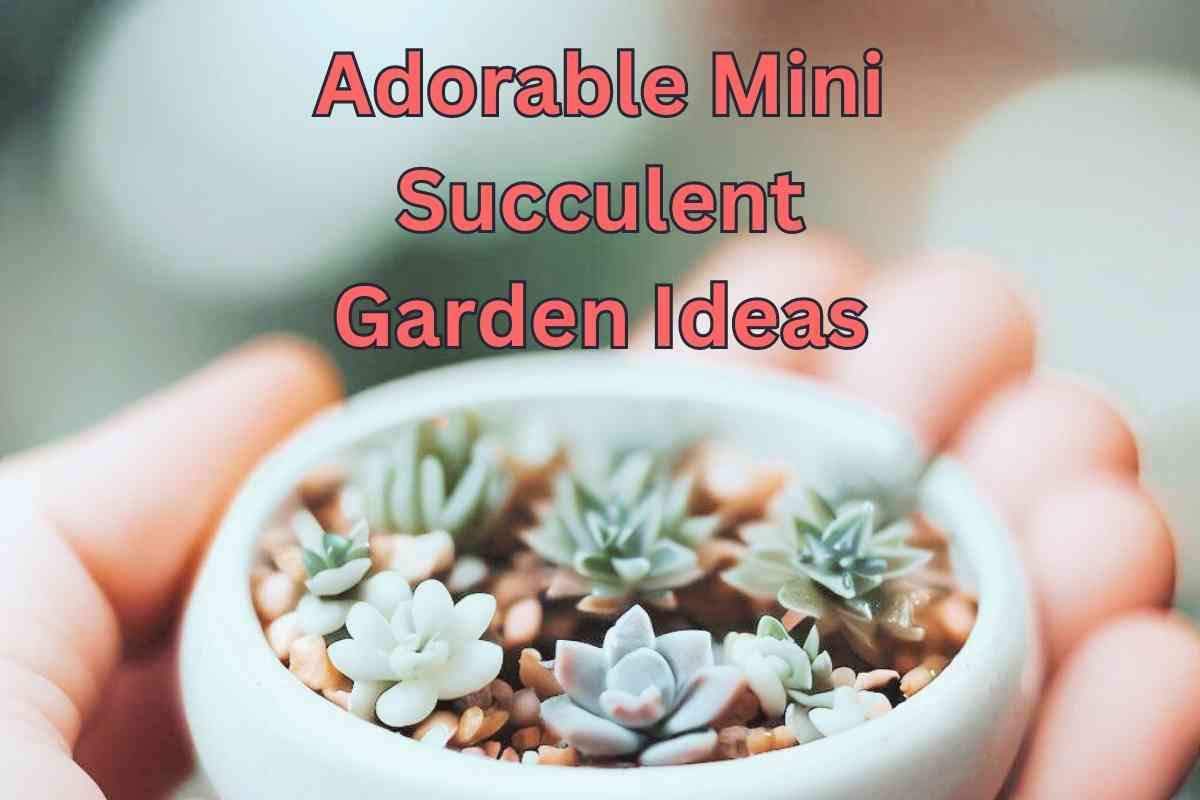 Adorable Mini Succulent Garden Ideas