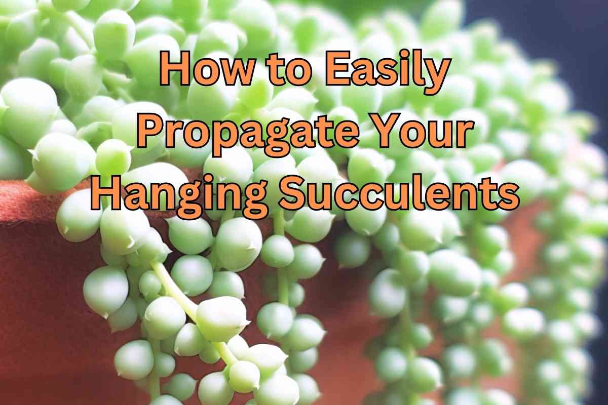 How to Easily Propagate Your Hanging Succulents: A Step-by-Step Guide