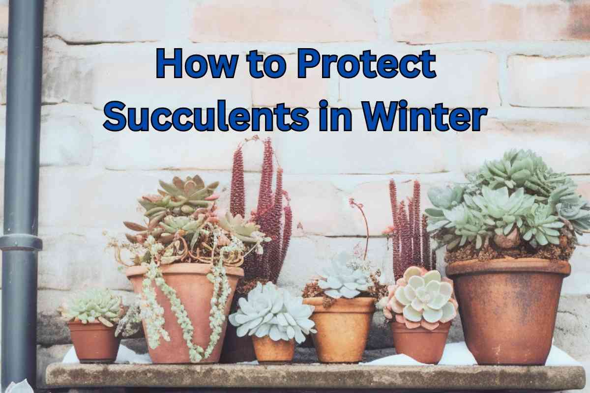 How to Protect Succulents in Winter: Expert Tips and Tricks