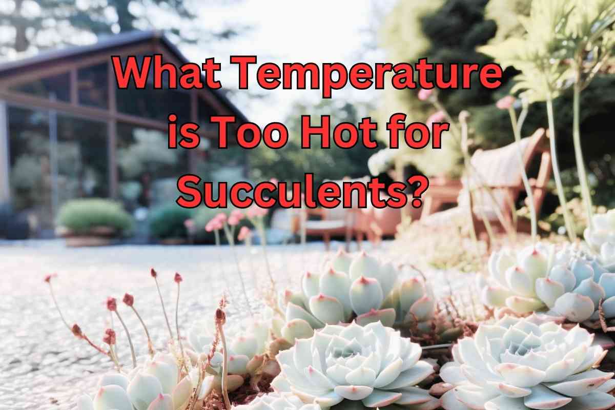 What Temperature is Too Hot for Succulents? A Guide to Optimal Temperature Conditions