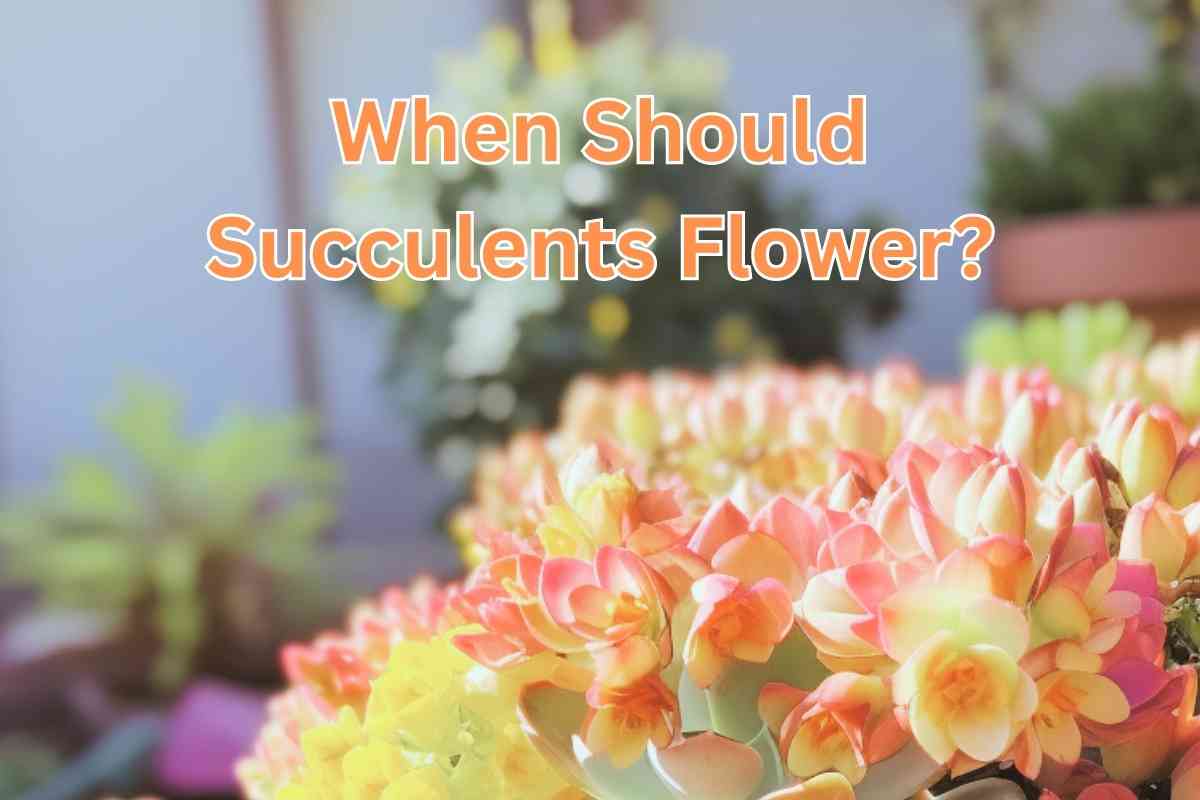When Should Succulents Flower: A Guide to Understanding Their Blooming Patterns