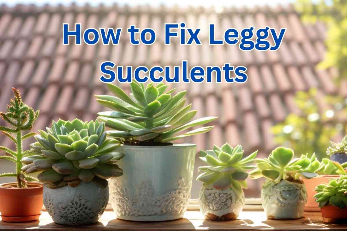 How to Fix Leggy Succulents: Expert Tips for Healthier Plants