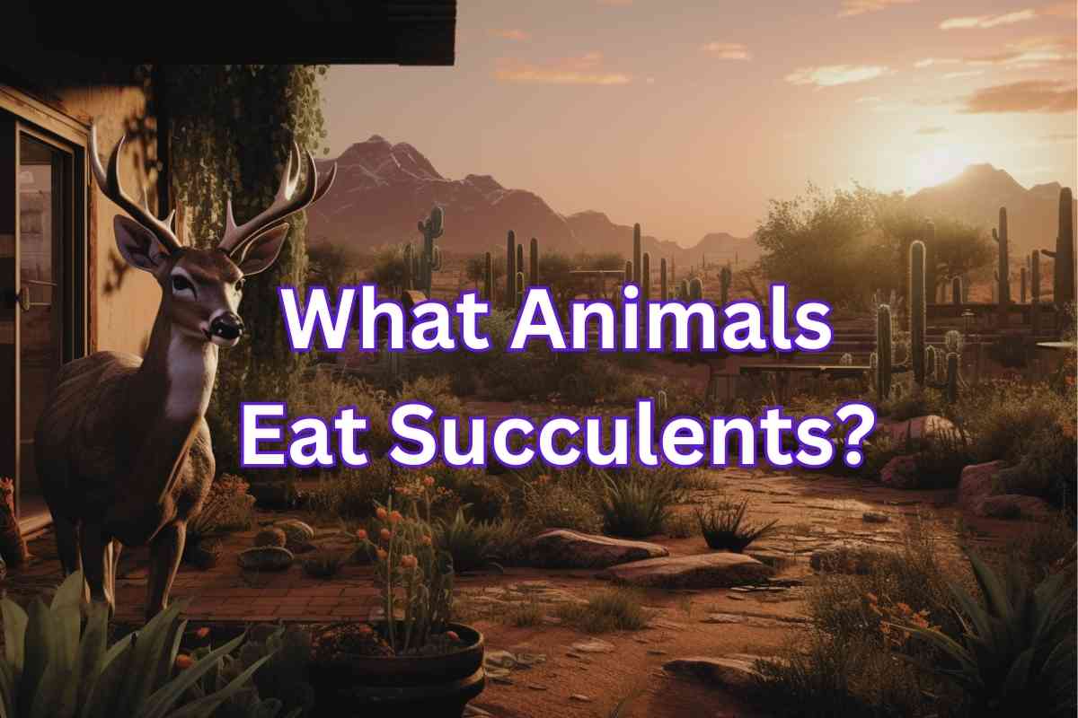 What Animals Eat Succulents: A Comprehensive Guide
